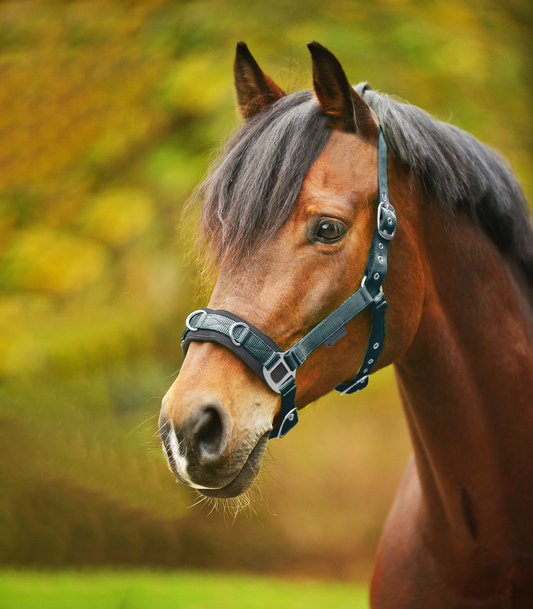 Waldhausen Economic Lunging Halter