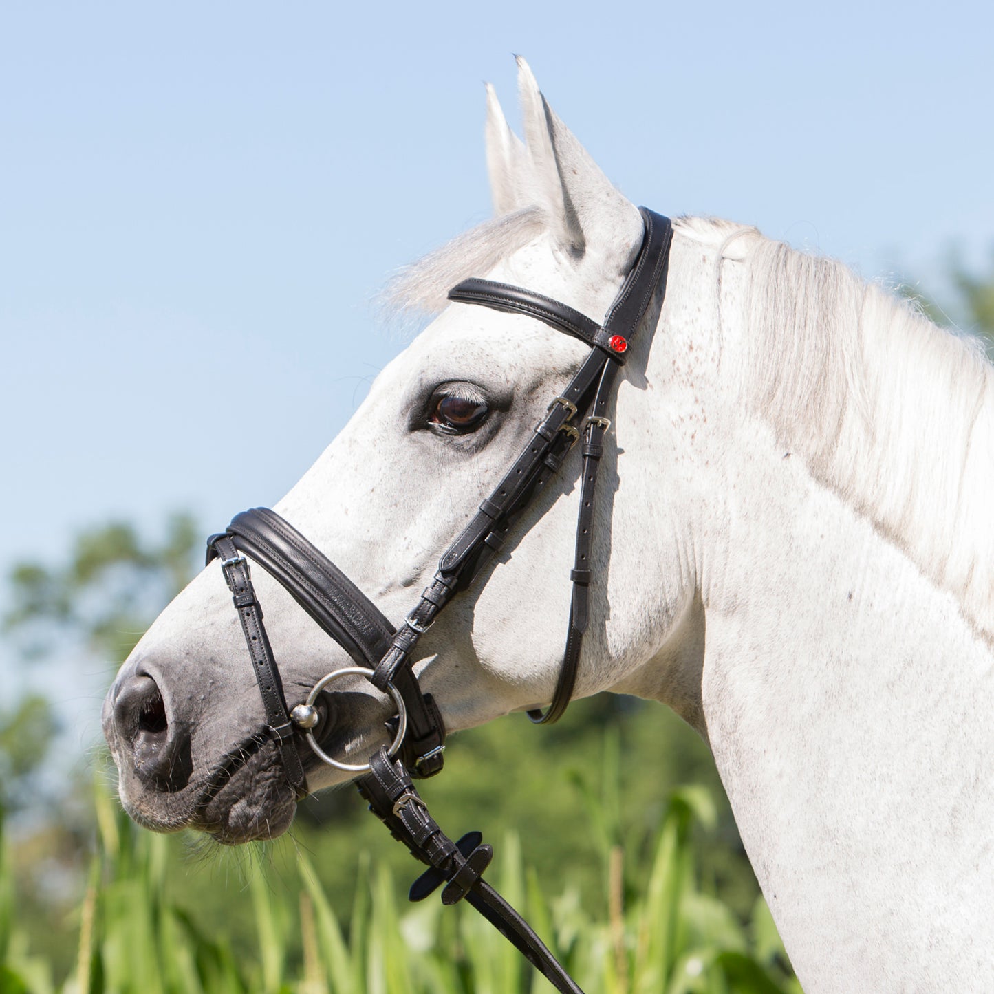 Kieffer Snaffle Bridle Ultrasoft® Economy