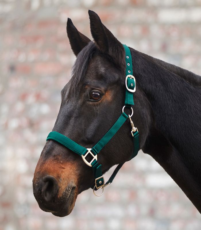 Waldhausen Perlon Halter Satin