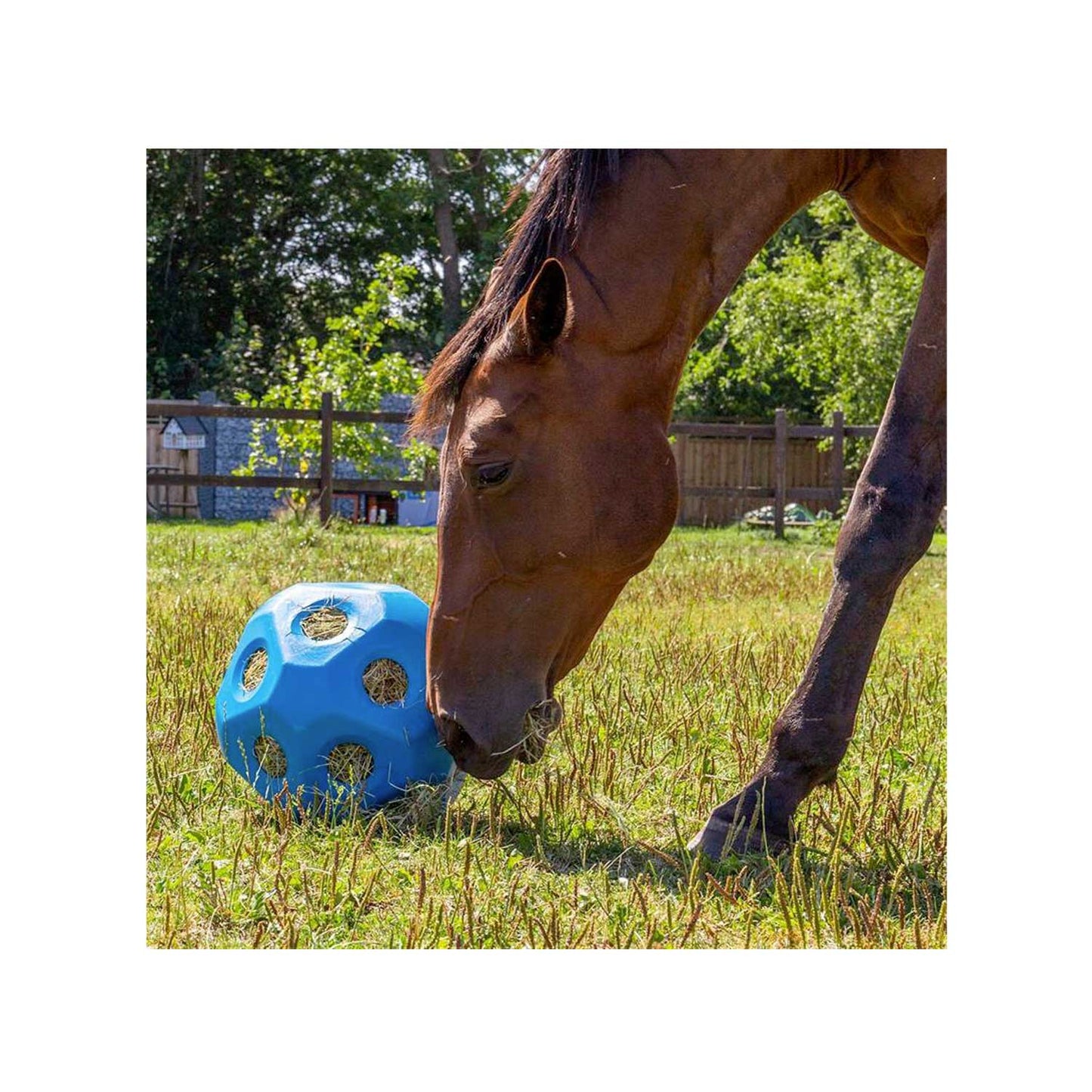 Kerbl Feed Ball Toy - Blue