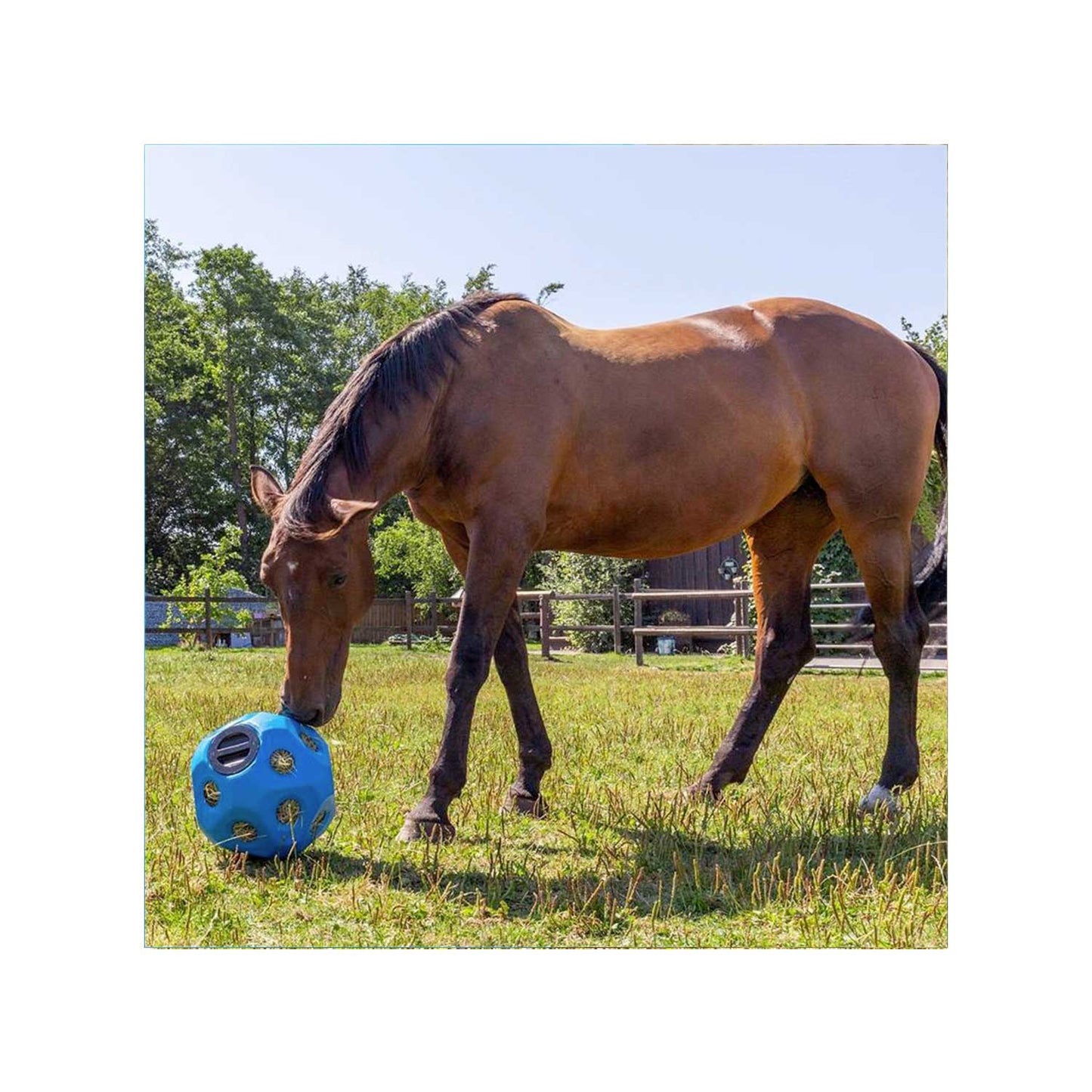 Kerbl Feed Ball Toy - Blue